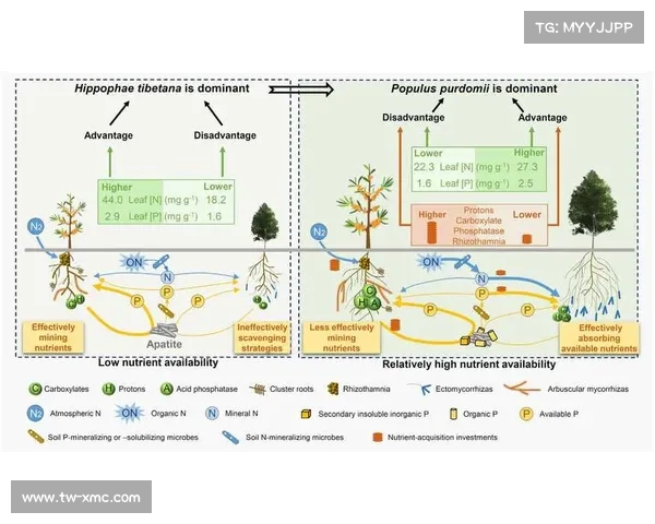 掌握跟随技巧提升FIFA联赛排名揭示成功的秘密与策略